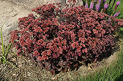 Purple Emperor Stonecrop (Sedum 'Purple Emperor') at GardenWorks