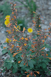 Apricot Sunrise Hyssop (Agastache 'Apricot Sunrise') at GardenWorks
