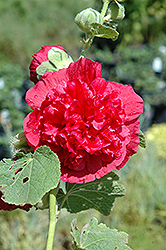 Chater's Double Rose Pink Hollyhock (Alcea rosea 'Chater's Double Rose Pink') at GardenWorks