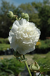 Chater's Double White Hollyhock (Alcea rosea 'Chater's Double White') at GardenWorks