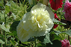 Chater's Double Yellow Hollyhock (Alcea rosea 'Chater's Double Yellow') at GardenWorks