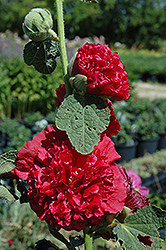 Chater's Double Red Hollyhock (Alcea rosea 'Chater's Double Red') at GardenWorks
