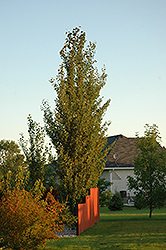 Tower Poplar (Populus x canescens 'Tower') at GardenWorks