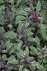 Tricolor Sage (Salvia officinalis 'Tricolor') at GardenWorks