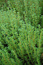 Common Thyme (Thymus vulgaris) at GardenWorks