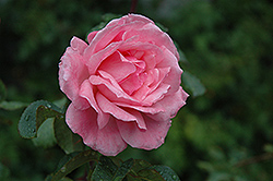 Queen Elizabeth Rose (Rosa 'Queen Elizabeth') at GardenWorks