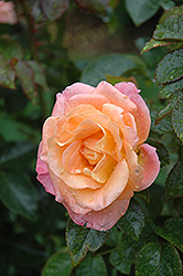 Day Breaker Rose (Rosa 'Day Breaker') at GardenWorks