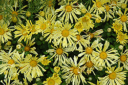 Yellow Quill Chrysanthemum (Chrysanthemum 'Yellow Quill') at GardenWorks