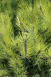 Golden Mugo Pine (Pinus mugo 'Aurea') at GardenWorks