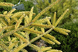 Skylands Golden Spruce (Picea orientalis 'Skylands') at GardenWorks