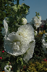Powderpuff White Hollyhock (Alcea rosea 'Powderpuff White') at GardenWorks