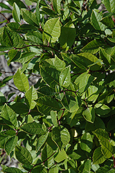 Jim Dandy Winterberry (Ilex verticillata 'Jim Dandy') at GardenWorks
