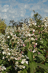 Tardiva Hydrangea (Hydrangea paniculata 'Tardiva') at GardenWorks