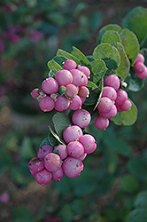 Scarlet Pearl Coralberry (Symphoricarpos 'Scarlet Pearl') at GardenWorks
