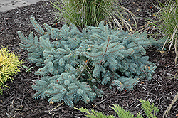 Procumbens Spruce (Picea pungens 'Procumbens') at GardenWorks