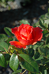Livin' Easy Rose (Rosa 'HARwelcome') at GardenWorks