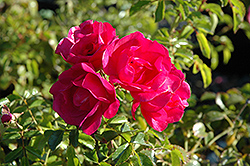 Flower Carpet Pink Rose (Rosa 'Flower Carpet Pink') at GardenWorks