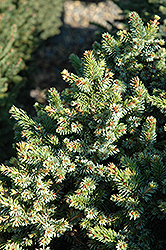 Pimoko Spruce (Picea omorika 'Pimoko') at GardenWorks