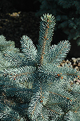 Baby Blue Eyes Spruce (Picea pungens 'Baby Blue Eyes') at GardenWorks