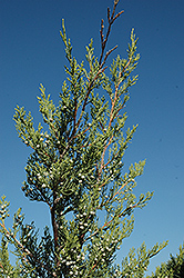 Hetz Columnar Juniper (Juniperus chinensis 'Hetz Columnar') at GardenWorks