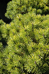 Honeycomb Mugo Pine (Pinus mugo 'Honeycomb') at GardenWorks