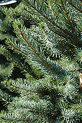 Bruns Spruce (Picea omorika 'Bruns') at GardenWorks