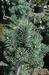 Blue Angel Japanese White Pine (Pinus parviflora 'Blue Angel') at GardenWorks