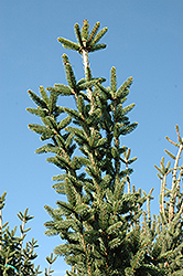 Columnar Norway Spruce (Picea abies 'Cupressina') at GardenWorks