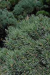 French Blue Scotch Pine (Pinus sylvestris 'French Blue') at GardenWorks