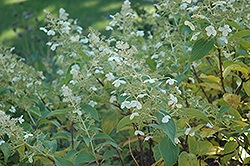 Kyushu Hydrangea (Hydrangea paniculata 'Kyushu') at GardenWorks