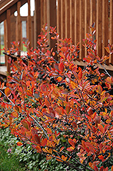 Autumn Magic Black Chokeberry (Aronia melanocarpa 'Autumn Magic') at GardenWorks