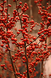 Berry Heavy Winterberry (Ilex verticillata 'Spravy') at GardenWorks