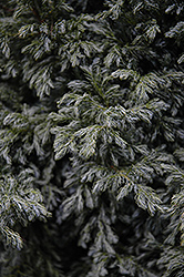Cyano-Viridis Falsecypress (Chamaecyparis pisifera 'Cyano-Viridis') at GardenWorks