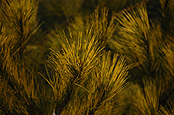 Burke Red Variegated Japanese Red Pine (Pinus densiflora 'Burke Red Variegated') at GardenWorks
