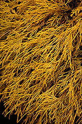Lemon Thread Falsecypress (Chamaecyparis pisifera 'Lemon Thread') at GardenWorks