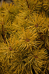 Gold Coin Scotch Pine (Pinus sylvestris 'Gold Coin') at GardenWorks