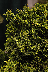 Dwarf Hinoki Falsecypress (Chamaecyparis obtusa 'Nana Gracilis') at GardenWorks