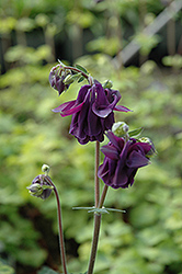 Lime Frost Columbine (Aquilegia vulgaris 'Lime Frost') at GardenWorks