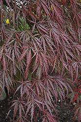 Tamukeyama Japanese Maple (Acer palmatum 'Tamukeyama') at GardenWorks