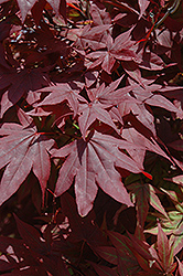 Oshio Beni Japanese Maple (Acer palmatum 'Oshio Beni') at GardenWorks