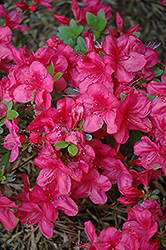 Mother's Day Azalea (Rhododendron 'Mother's Day') at GardenWorks