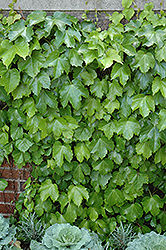 Veitch Boston Ivy (Parthenocissus tricuspidata 'Veitchii') at GardenWorks