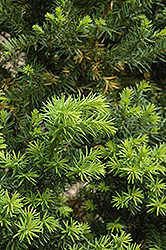 Hicks Yew (Taxus x media 'Hicksii') at GardenWorks