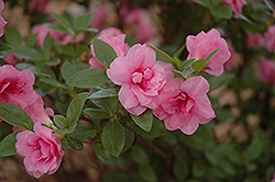 Rosebud Azalea (Rhododendron 'Rosebud') at GardenWorks