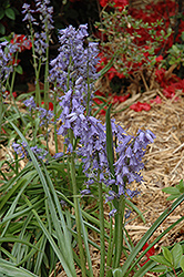 Spanish Bluebell (Hyacinthoides hispanica) at GardenWorks