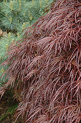 Red Select Cutleaf Japanese Maple (Acer palmatum 'Dissectum Red Select') at GardenWorks