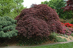 Red Select Cutleaf Japanese Maple (Acer palmatum 'Dissectum Red Select') at GardenWorks