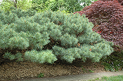 Dwarf White Pine (Pinus strobus 'Nana') at GardenWorks
