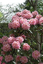 Scintillation Rhododendron (Rhododendron 'Scintillation') at GardenWorks