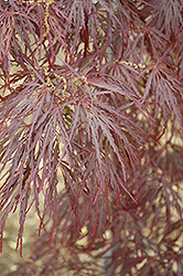 Garnet Cutleaf Japanese Maple (Acer palmatum 'Garnet') at GardenWorks